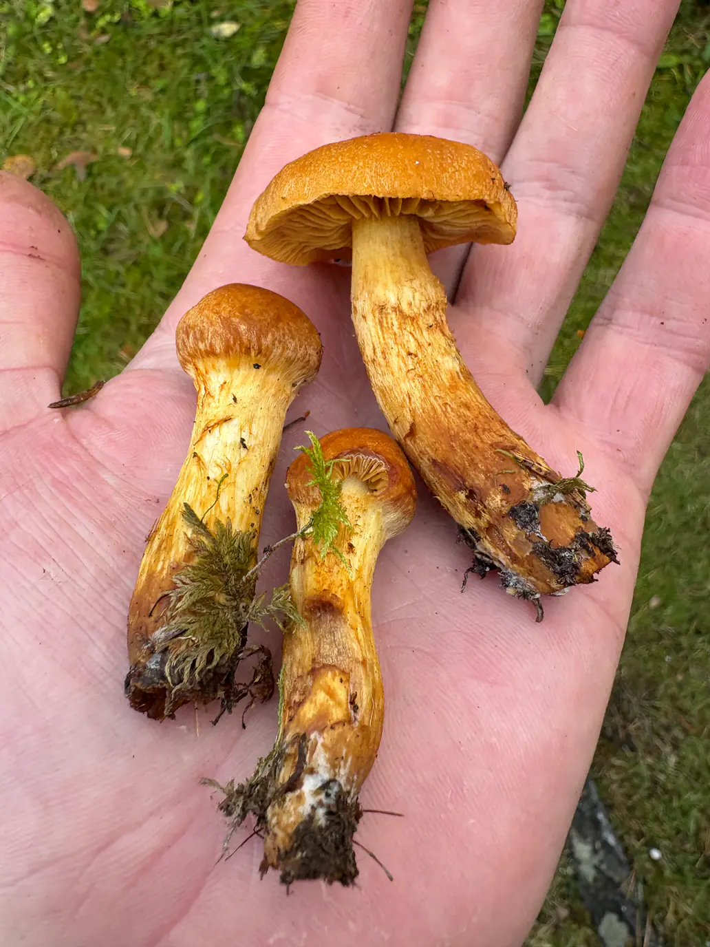 Oransjeslørsopp som tre små eksemplarer med oransje hatter og gule stilker holdt i hånden.
