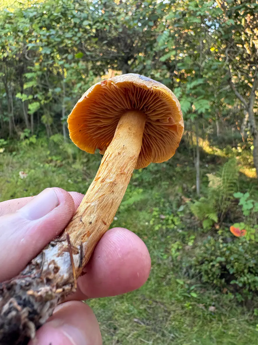 Oransjeslørsopp holdt fra siden med rustoransje skiver og en gulbrun, fibret stilk.