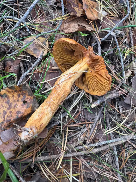 Oransjeslørsopp liggende på barnåler med brune skiver og oransjegul stilk.