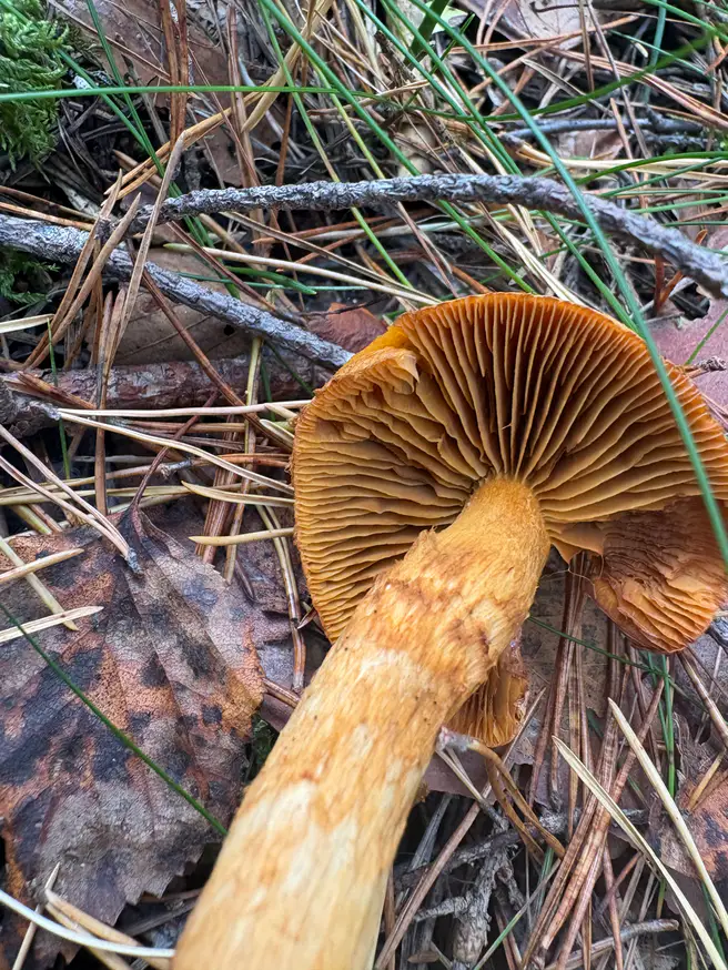 Oransjeslørsopp sett nedenfra med fjernstilte rustbrune skiver og en varm gul stilk.
