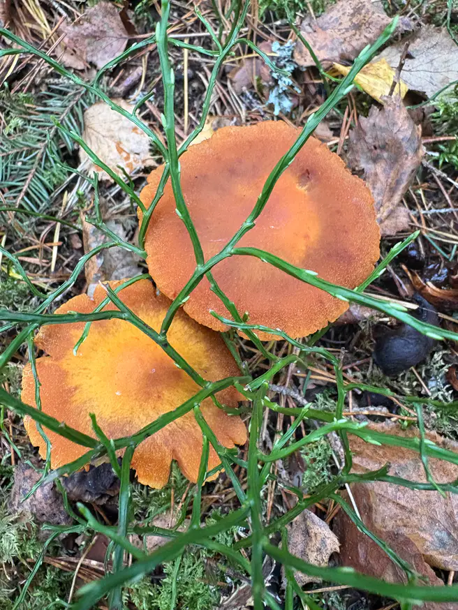 Oransjeslørsopp ovenfra som to utbredte oransje hatter mellom barnåler og løv.