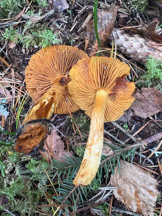 Oransjeslørsopp som to vendte eksemplarer med rustbrune skiver og oransje hatter.