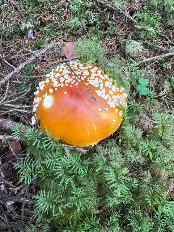 Rød fluesopp ovenfra i barskog med blank oransjerød hatt og tett hvite hudlapper.