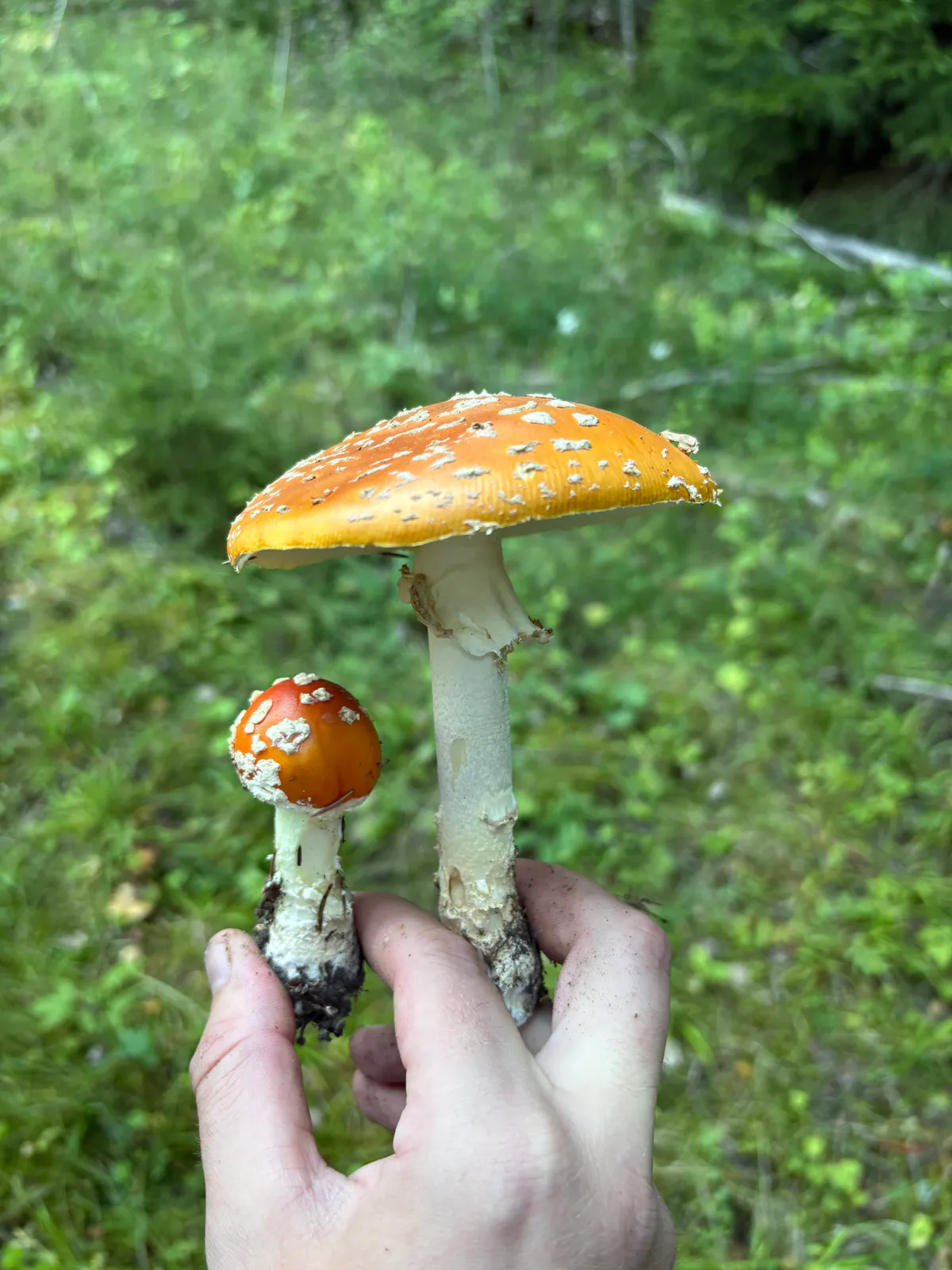 Rød fluesopp som to eksemplarer med oransjerøde hatter og hvite stilker.