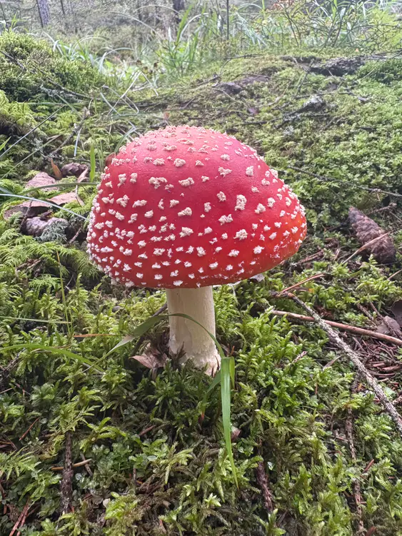 Rød fluesopp i mose med bred dyprød hatt, hvite hudlapper og hengende ring.