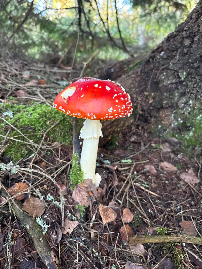 Rød fluesopp ved en trestamme med blank rød hatt, hvit ring og rett stilk.