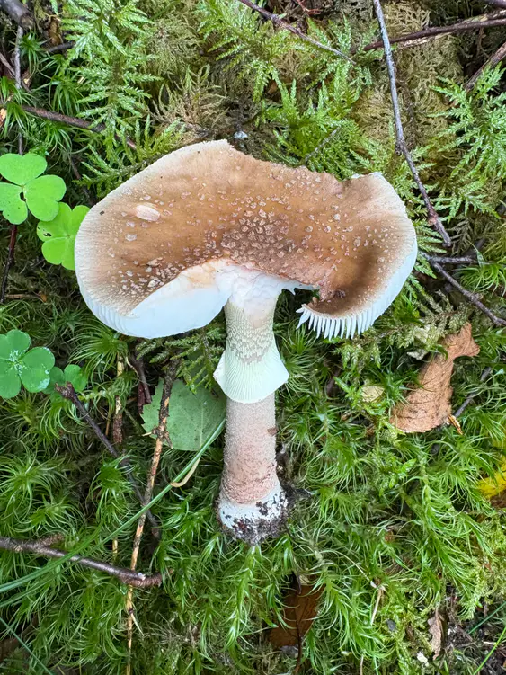 Rødnende fluesopp i mose med rosabrun hatt, hengende ring og rødlige partier på stilken.