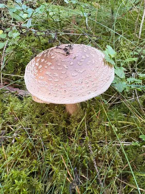 Rødnende fluesopp ovenfra med bred rosa hatt og flate grårosa velumrester.