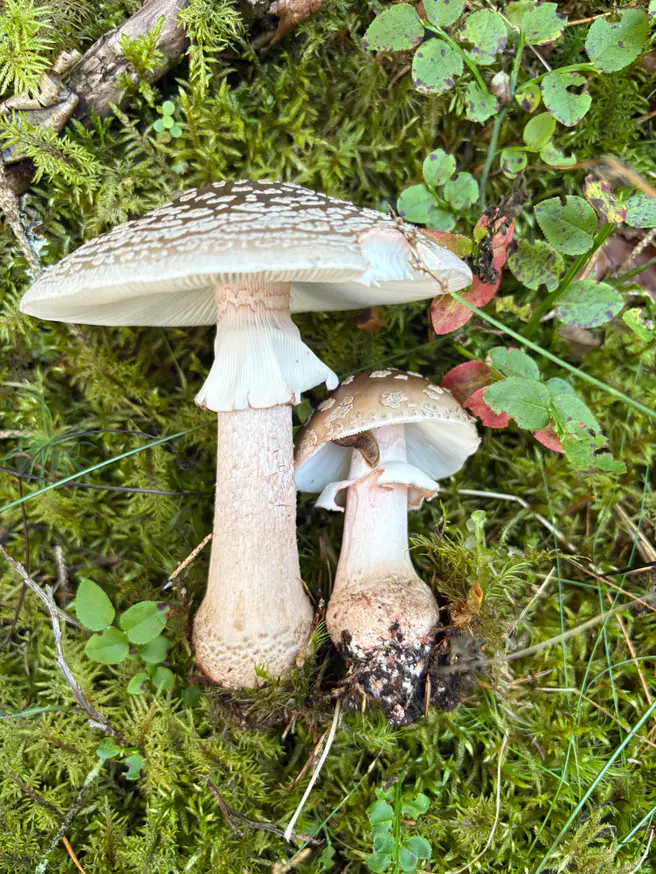 Rødnende fluesopp som to eksemplarer i ulik alder med grårosa hatt og tydelig ring.