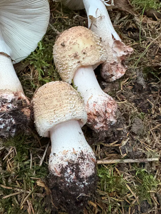 Rødnende fluesopp som to unge sopper med skjellaktige hudlapper og oppsvulmet stilkbasis.