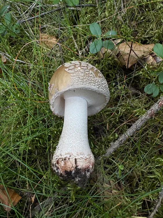 Rødnende fluesopp oppgravd med gråbrun hatt, lys stilk og avrundet basis uten kant.