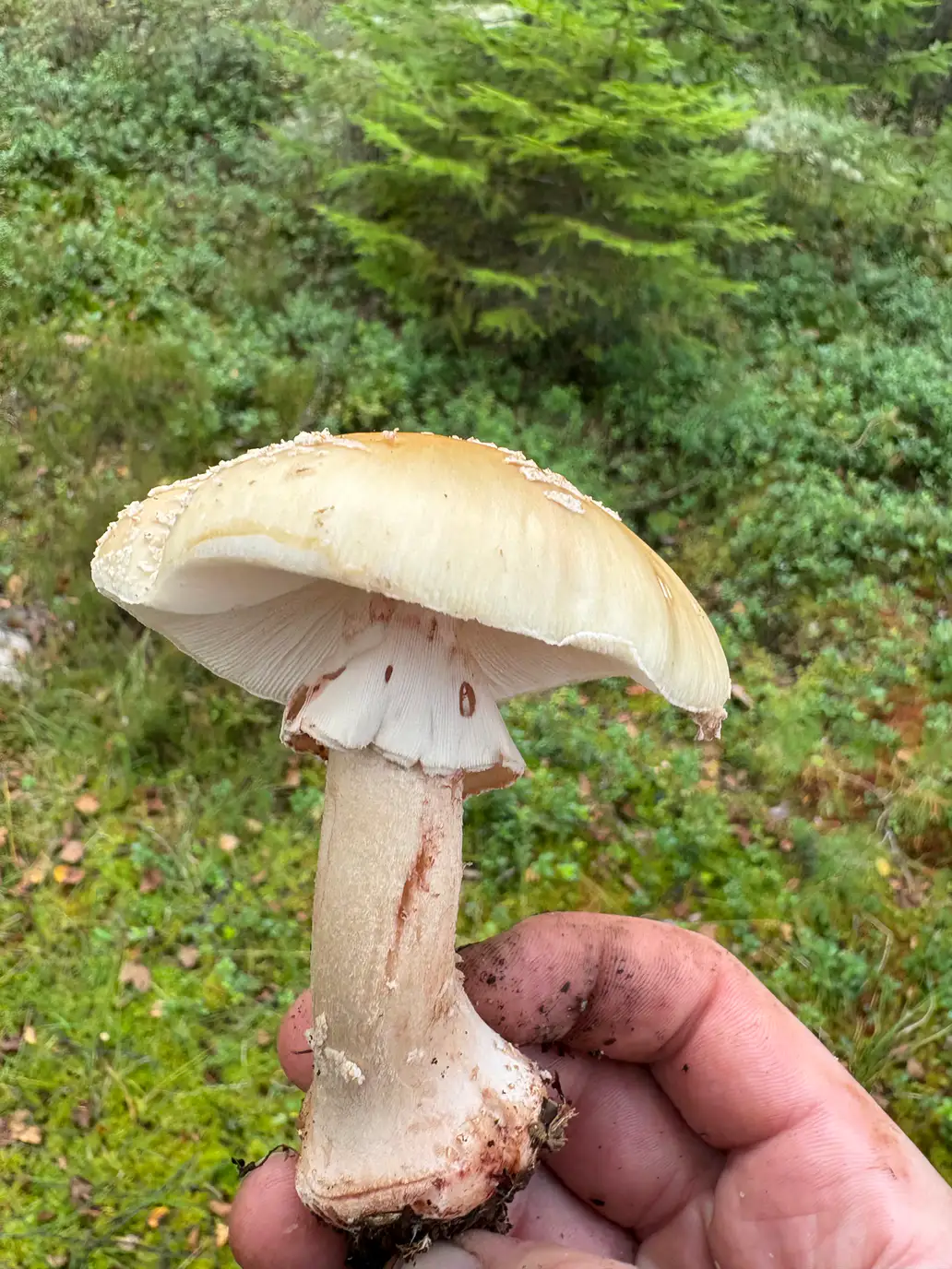Rødnende fluesopp fra siden med blekbrun hatt, hengende ring og rosa stilkbase.