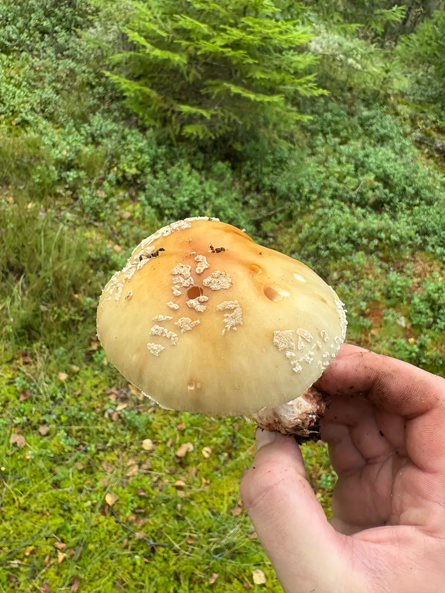 Rødnende fluesopp holdt ovenfra med gulbrun hatt og spredte grårosa hudlapper.