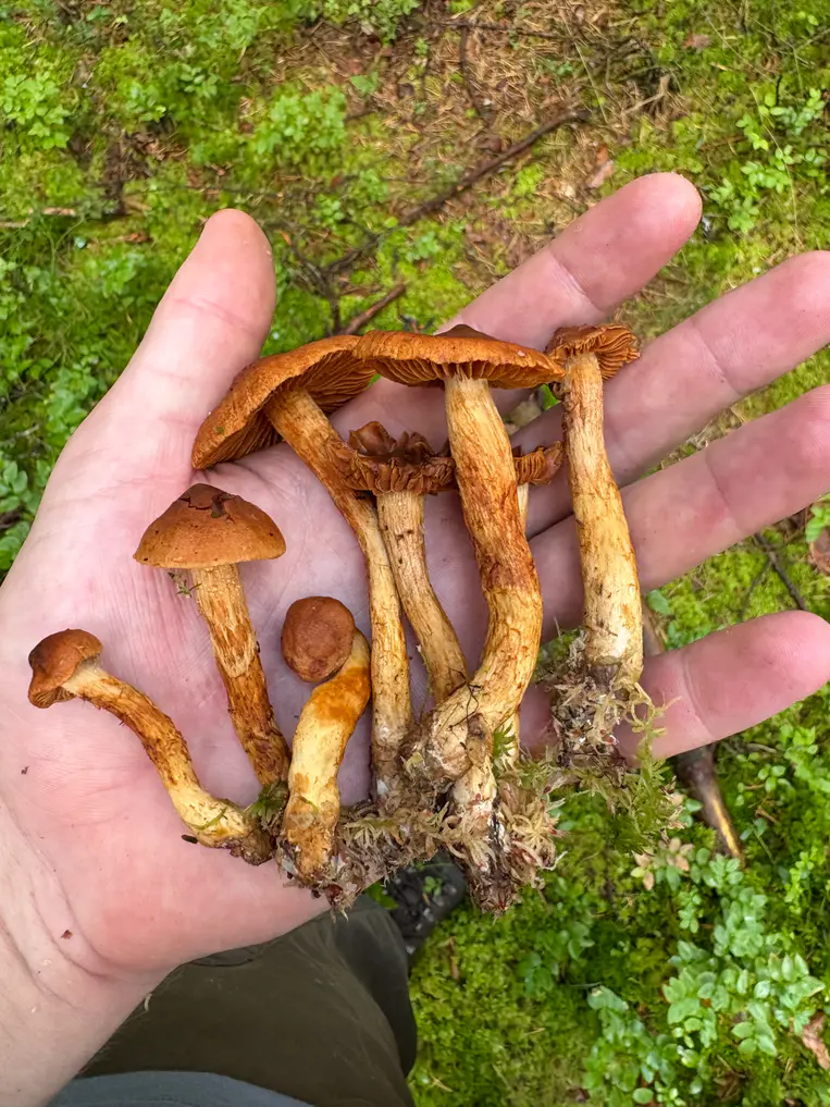 Spiss giftslørsopp som en samling unge og modne sopper med gulbrune stilker.