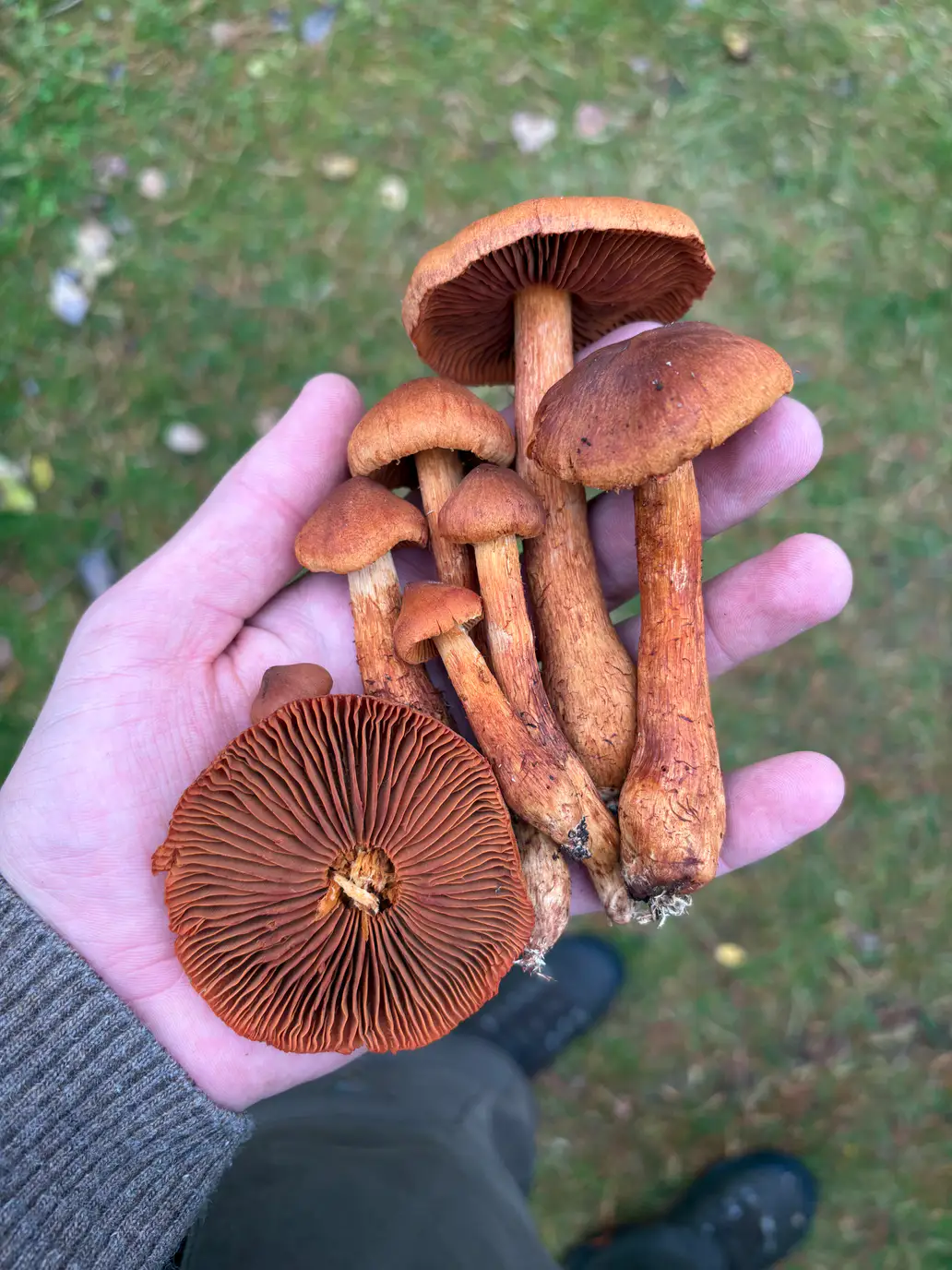 Spiss giftslørsopp som en håndfull eksemplarer med rustbrune skiver, spisse hatter og slanke stilker.