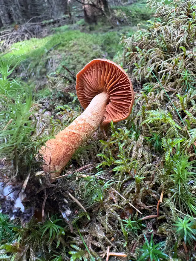 Spiss giftslørsopp liggende i mose med fjernstilte rustbrune skiver og oransjebrun stilk.