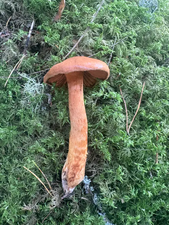 Spiss giftslørsopp i mose med utbredt rustbrun hatt og stilk med lyse velumrester.