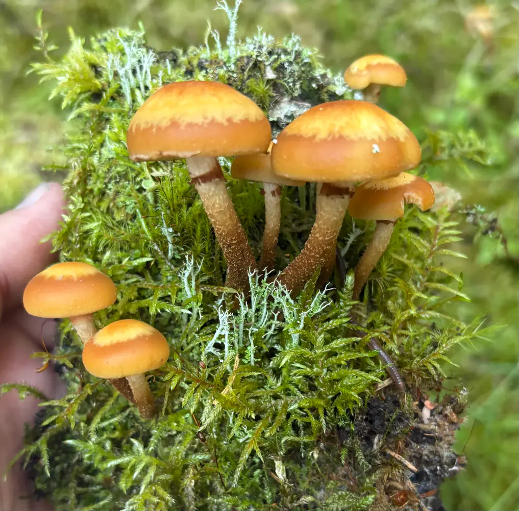 Små stubbeskjellsopper i mose med gulbrune hatter og slanke mørkskjellete stilker.