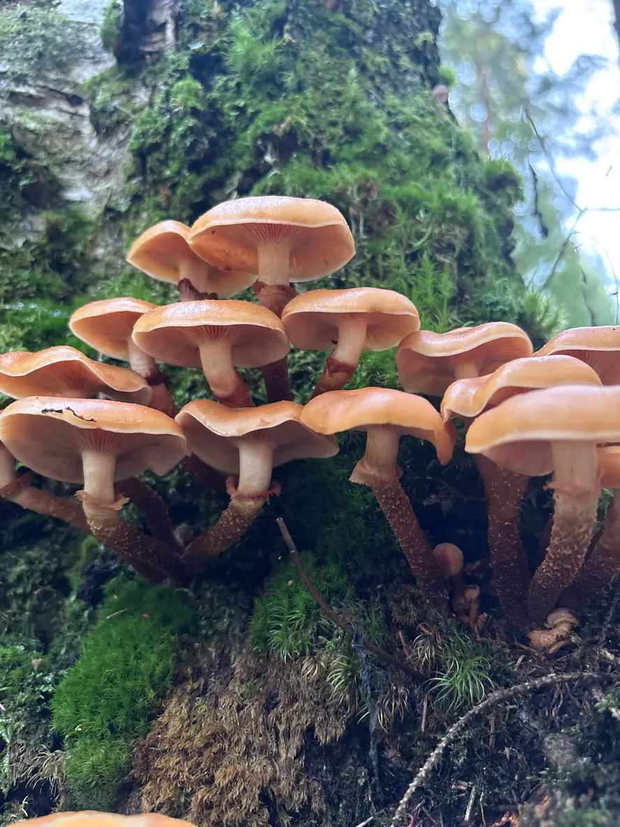 Knippe stubbeskjellsopper med kanelbrune skiver, ringer og lange brunskjellete stilker.