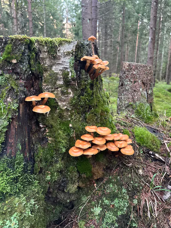 Flere knipper stubbeskjellsopp fordelt over gamle mosegrodde stubber.