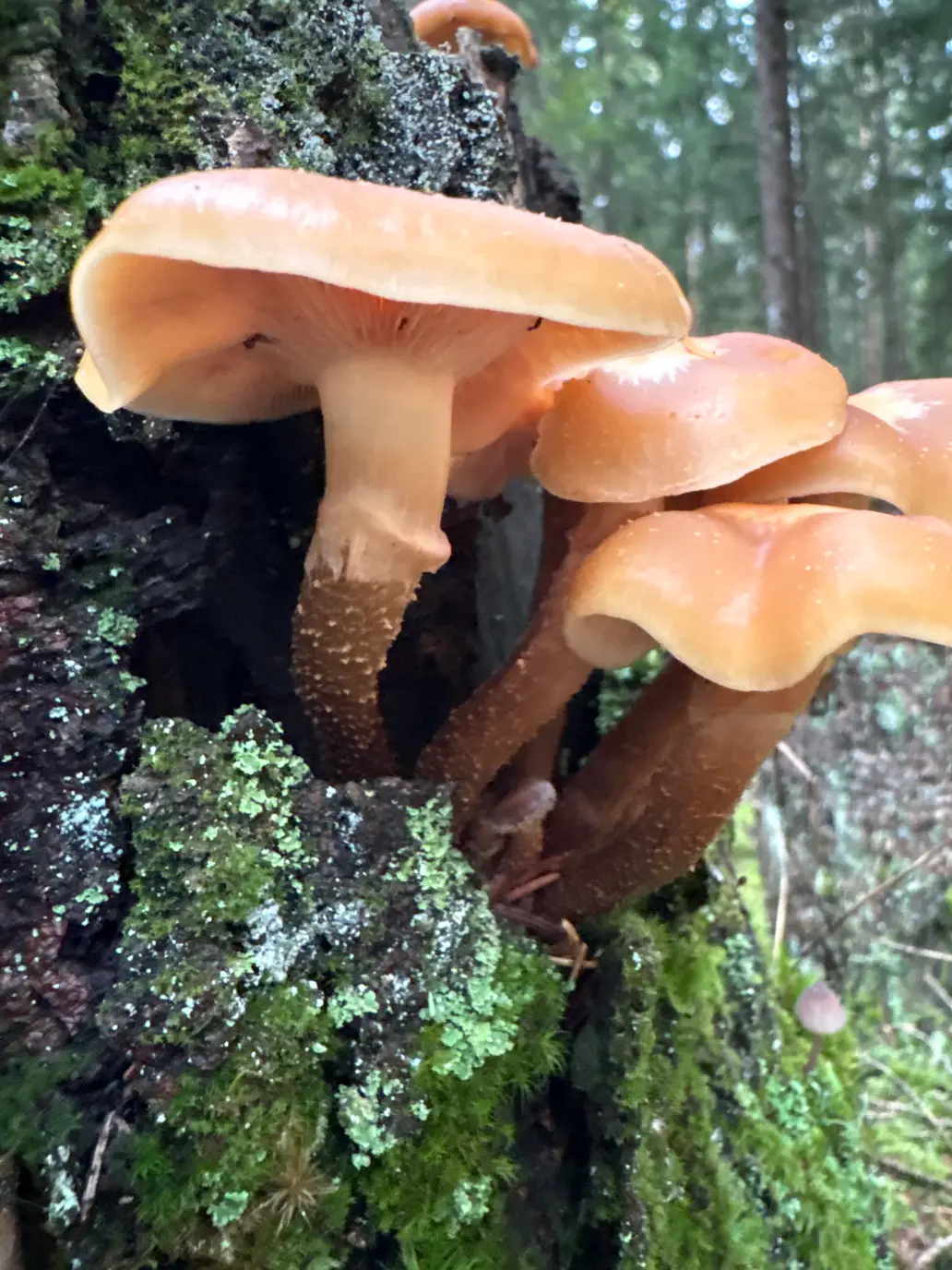 Stubbeskjellsopper fra siden med lyse ringer og mørke småskjellete stilker under ringene.