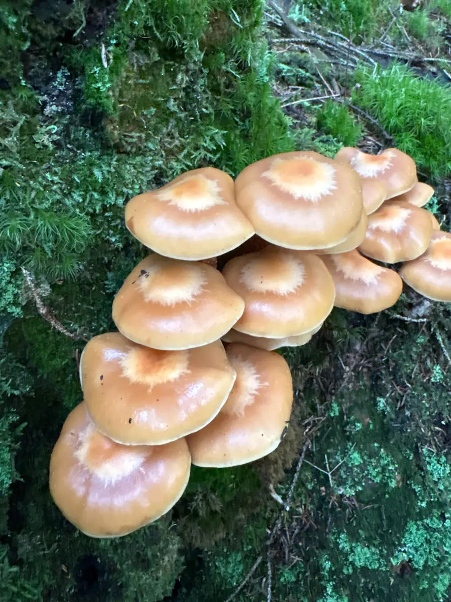 Flere stubbeskjellsopper på en mosekledd stamme med gulbrune hatter og lyse yttersoner.