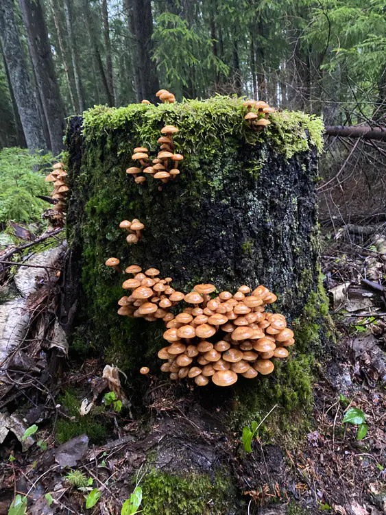 Store knipper stubbeskjellsopp rundt en mosegrodd stubbe i skog.