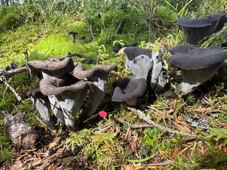 En stor koloni svart trompetsopp i skogbunnen med grå utsider og svarte traktåpninger.