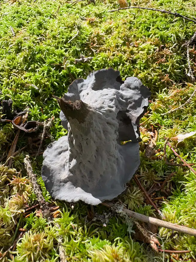 Svart trompetsopp sett fra utsiden med blekgrå, nesten glatt underside og mørk traktinnside.
