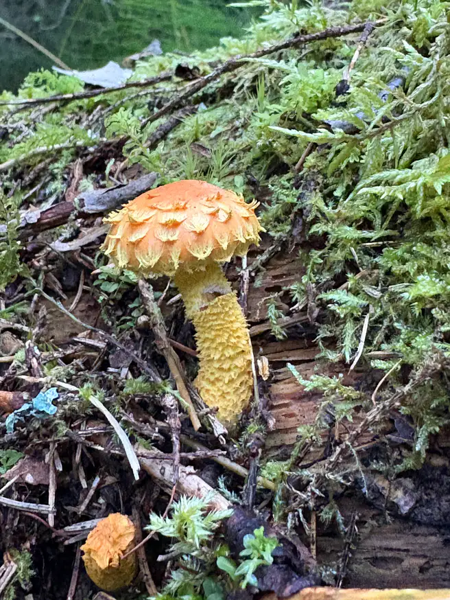 Svovelskjellsopp i skogbunnen med gul skjellet stilk og oransje hatt.