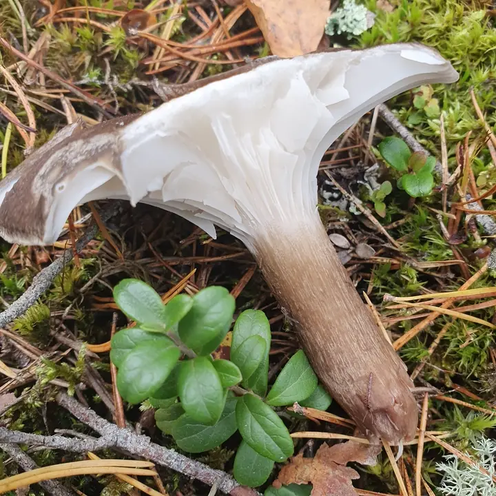 Sotvokssopp fra siden med mørk tørr hatt og hvite skiver som løper nedover stilken.