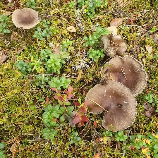 Flere sotvokssopper samlet i mose med mørke utbredte hatter.