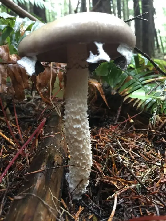 Stor kragesopp i barskog med bred brun hatt og lang, grovt skjellkledd stilk.