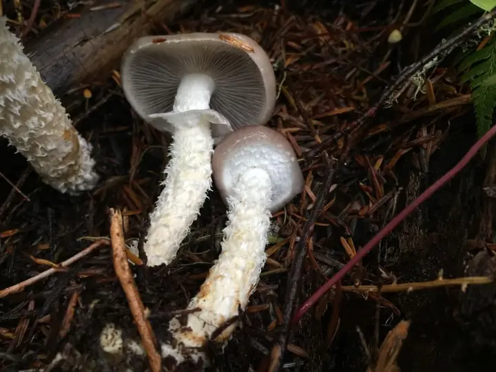 Moden og ung stor kragesopp sammen med mørke skiver, lys ring og flossete stilker.