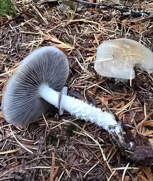 To store kragesopper på barnåler med mørke skiver og lyse skjell på stilkene.