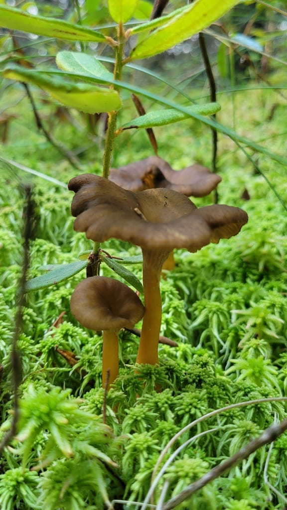 En liten gruppe traktkantareller mellom mose og barnåler med brune hatter og gule stilker.