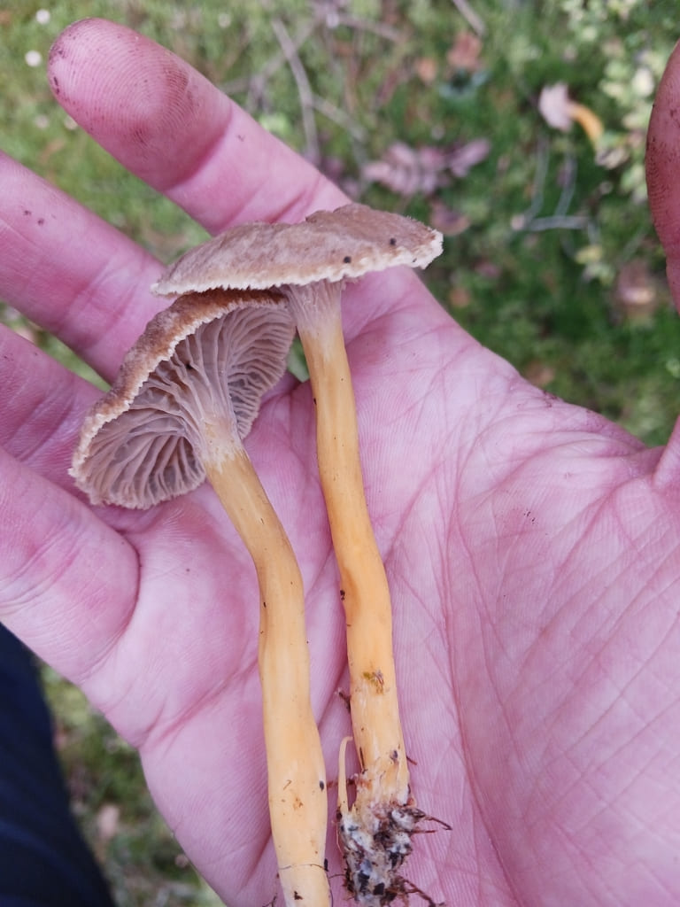 To traktkantareller holdt i en hånd med grålige ribber og lange, gule stilker.