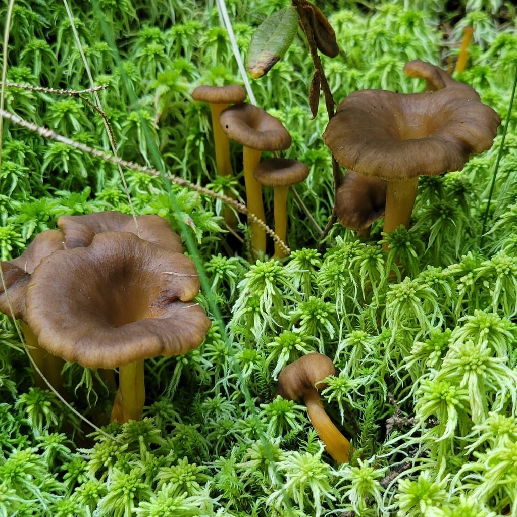 Traktkantareller som vokser i mose, sett ovenfra med brune, nedsenkede hatter.